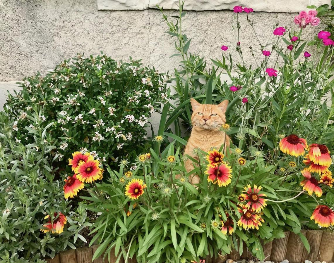 L'Estancat Bed & Breakfast Pardies-Pietat Dış mekan fotoğraf